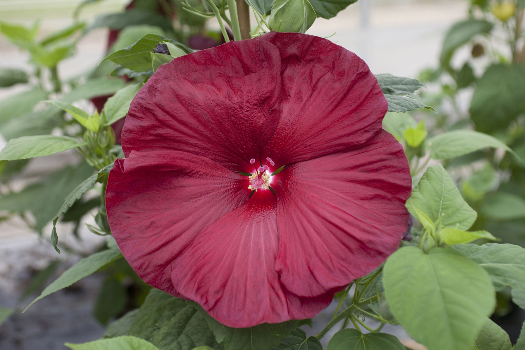 Hardy_Hibiscus_HoneymoonDeepRed_Syngenta4.jpg